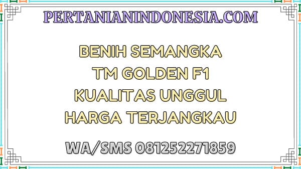 Benih Semangka TM Golden F1 Kualitas Unggul Harga Terjangkau
